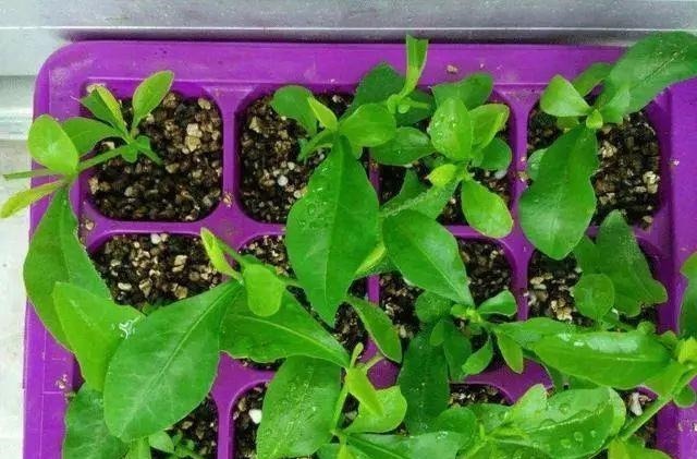 五种漂亮的花,可以趁热天繁殖小苗,温度高更利于生根