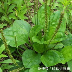 黄花菜|养肝就是保命，农村的3种野菜，养肝护肝，肝脏排毒，人才更健康