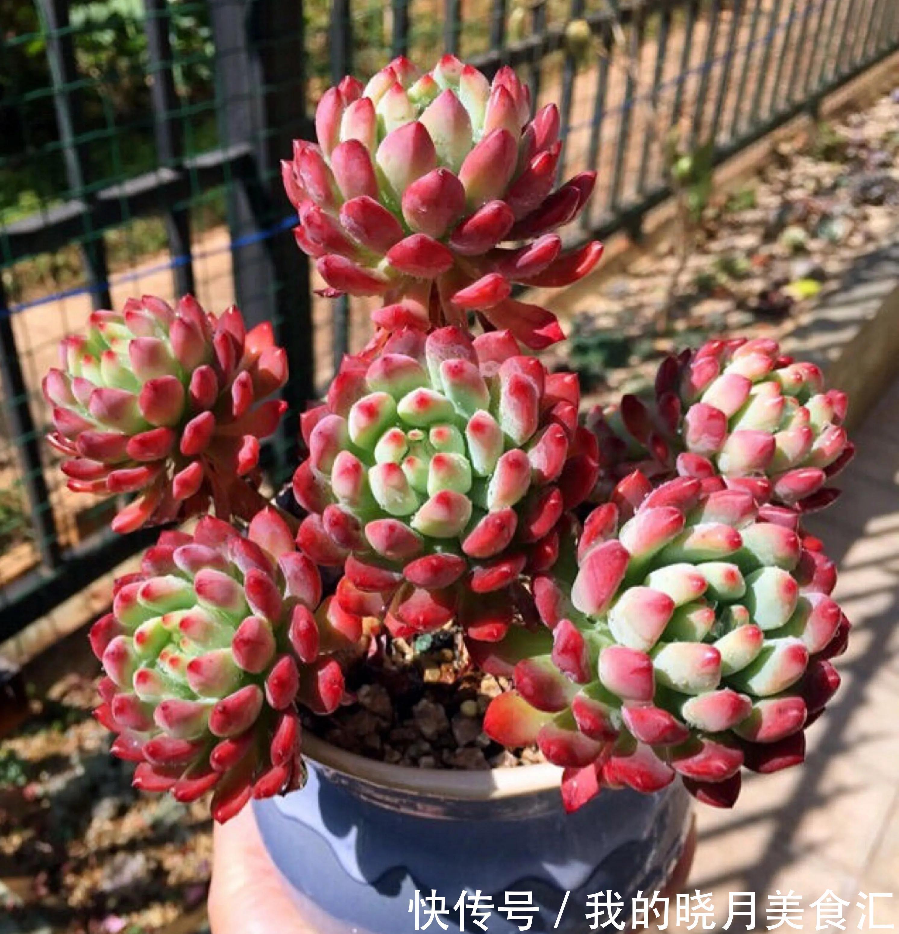 多肉要多久浇一次水,掌握方法技巧