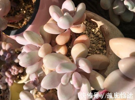 盆栽|这3款多肉,叶片粉嫩嫩,自带少女风,居家盆栽看着真撩人