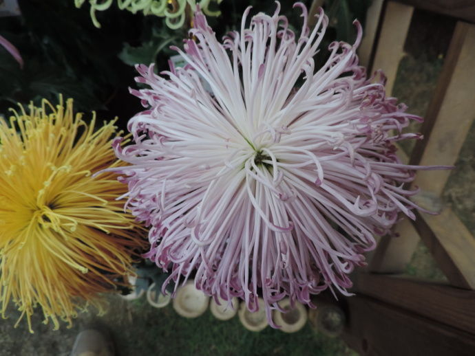 喜欢菊花，不如养盆“精品玫瑰”黄油硬糖，娇羞艳丽，暖色怡人