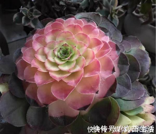 9种多肉,贵且难养,怕晒怕淋爱秃长,买了多半成鸡肋