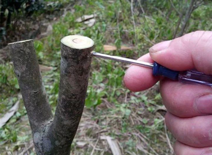 嫁接|嫁接达人,玉树嫁接长寿上,花友直呼内行!