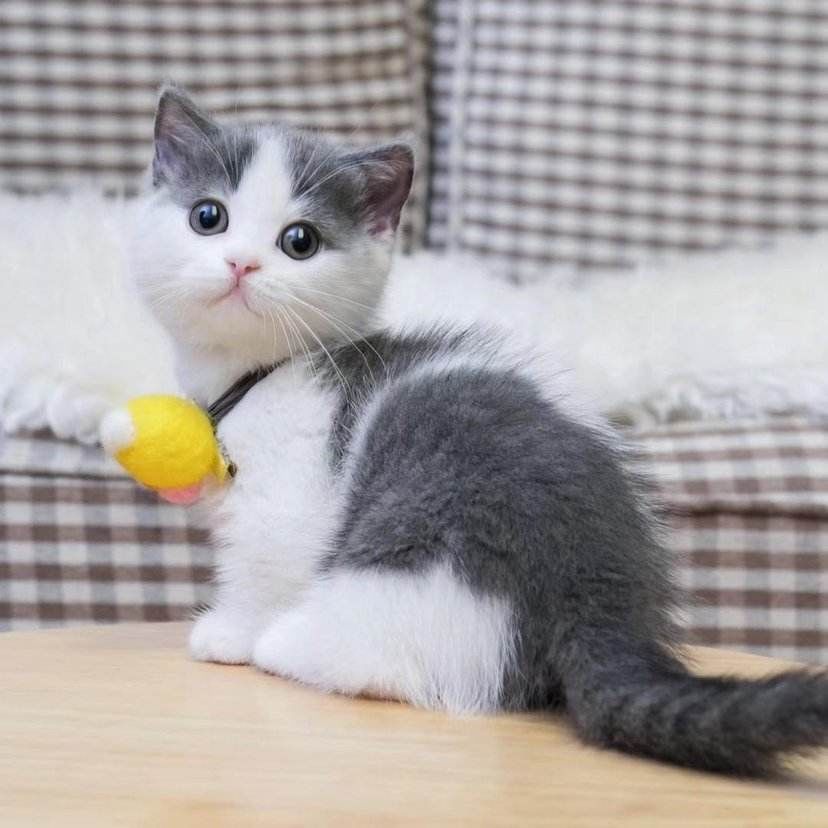 在家怎么给猫咪导尿