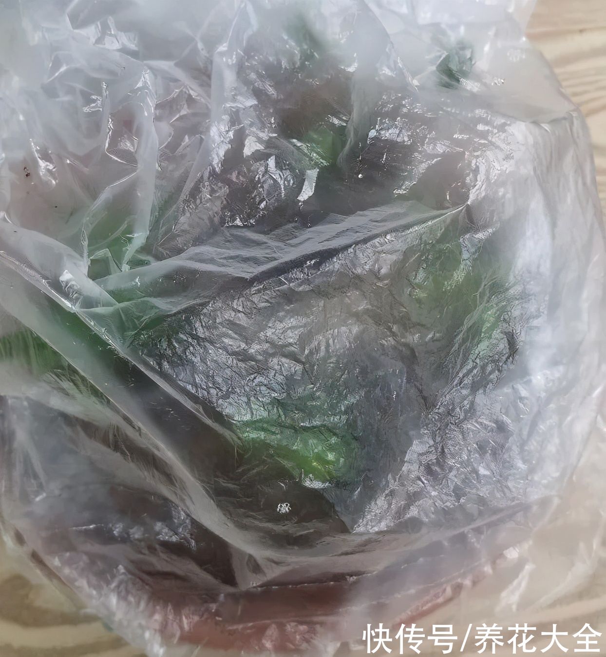 11种常见花，现在扦插，成活率特高