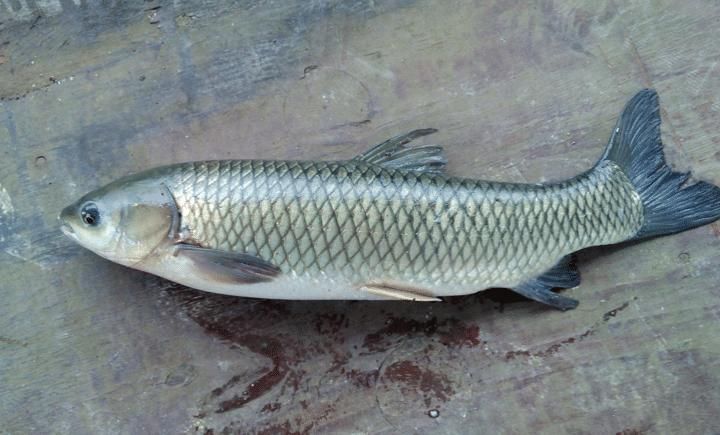  冬天，多给家人吃这肉，不炒不煲汤，简单一做，鲜嫩入味又好吃