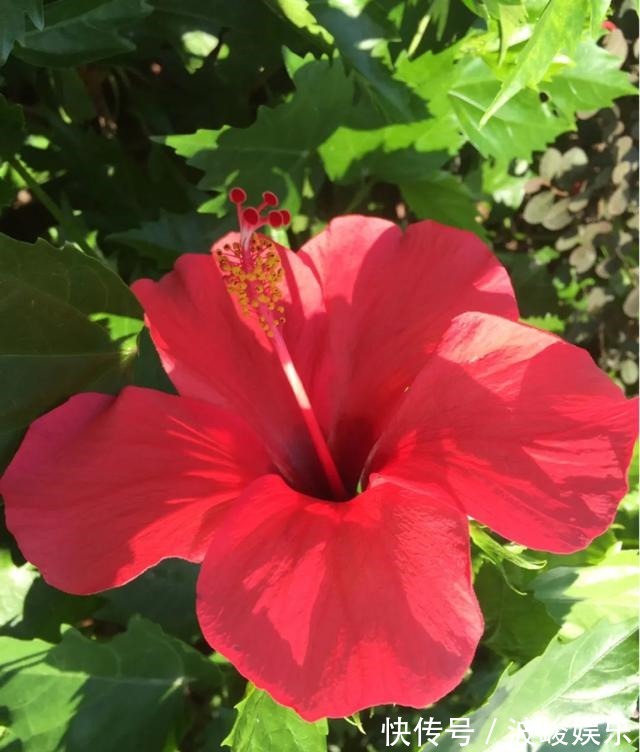 夏天|想要家里四季花开,这20种花,连续能开300天,完全不歇气