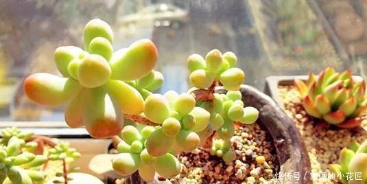 照顾|没有时间照顾多肉盆栽?不怕,这么“懒着养”反而容易出状态!