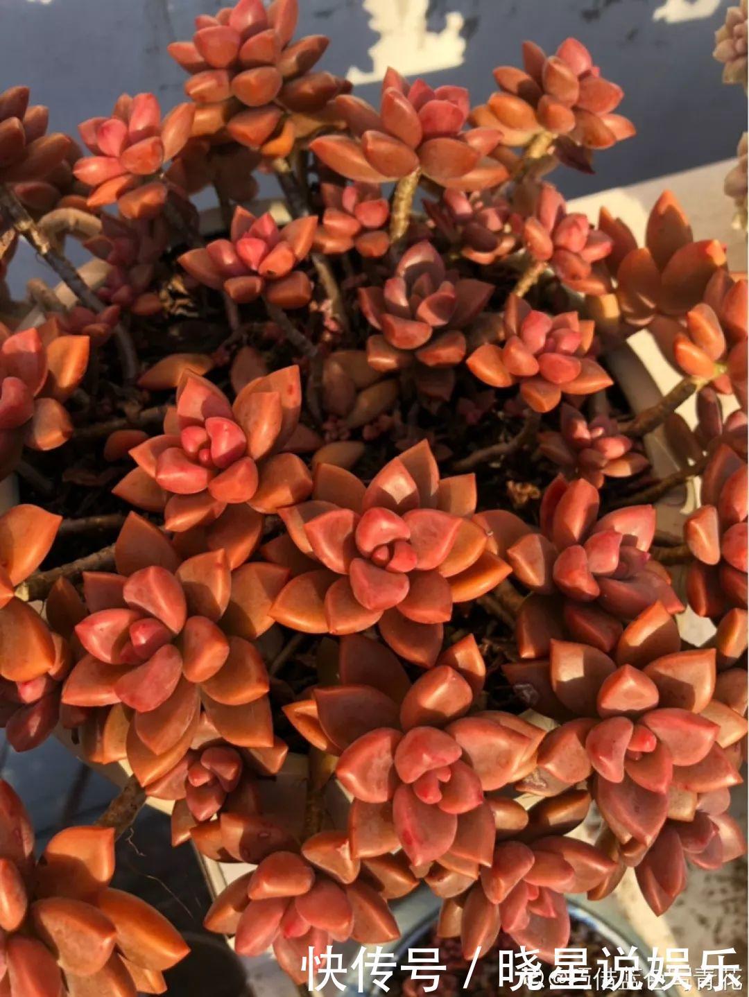 秋天买多肉,认准这点,长得胖嘟嘟窜出一圈小芽!