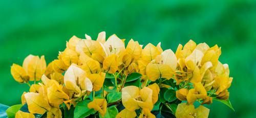  浇水|三角梅全是花没有叶是怎么做到的，看完你也行