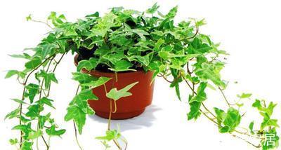 植物|这些植物，放桌子上太普通，吊起来就打开了新世界的大门