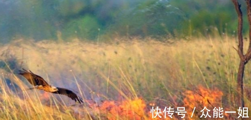 雀鹰|完全冻结的木蛙，与人类指纹几乎相同的考拉，你不知道的生物知识