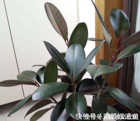 居家就养此款花卉,不闻不问,越不管长得越旺,懒人新手最适合!