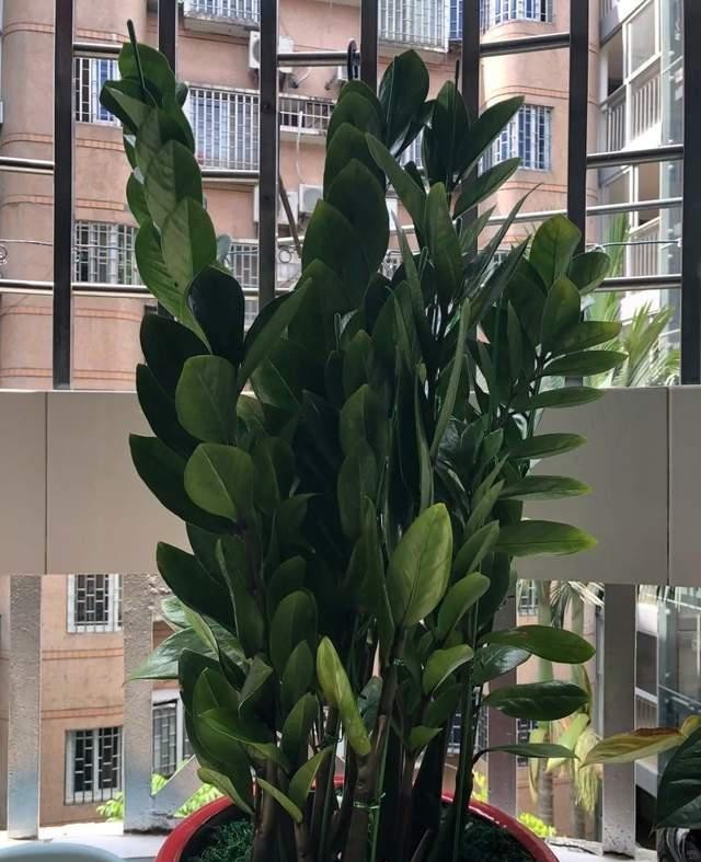 金钱|盆栽金钱树,记住“5句话”,叶子个个闪亮,萌芽更快!