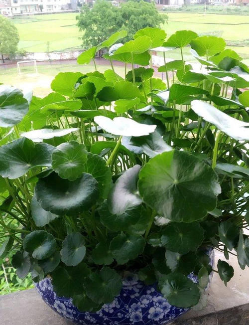 朋友养的铜钱草，长出叶子“手掌大”，他只用了2个小方法