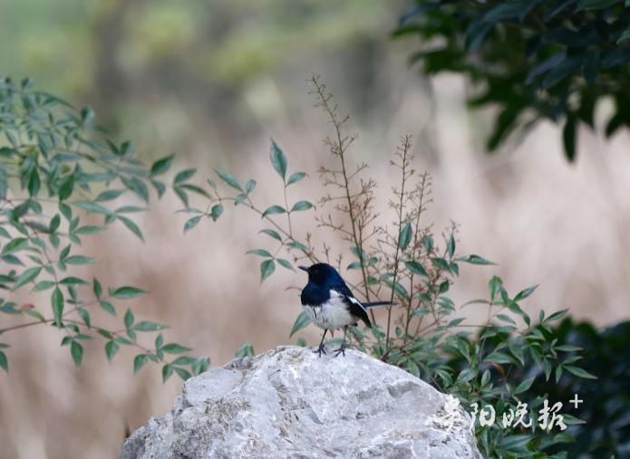 冬日的观山湖公园|组图 | 组图