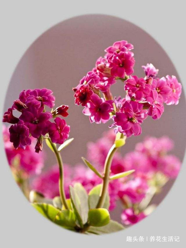 提前为长寿花,“打下”来年开花基础,这“3点”要时刻做好