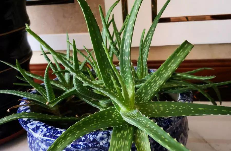 养芦荟记住以下7点,叶片翠绿肥厚,一年养爆盆