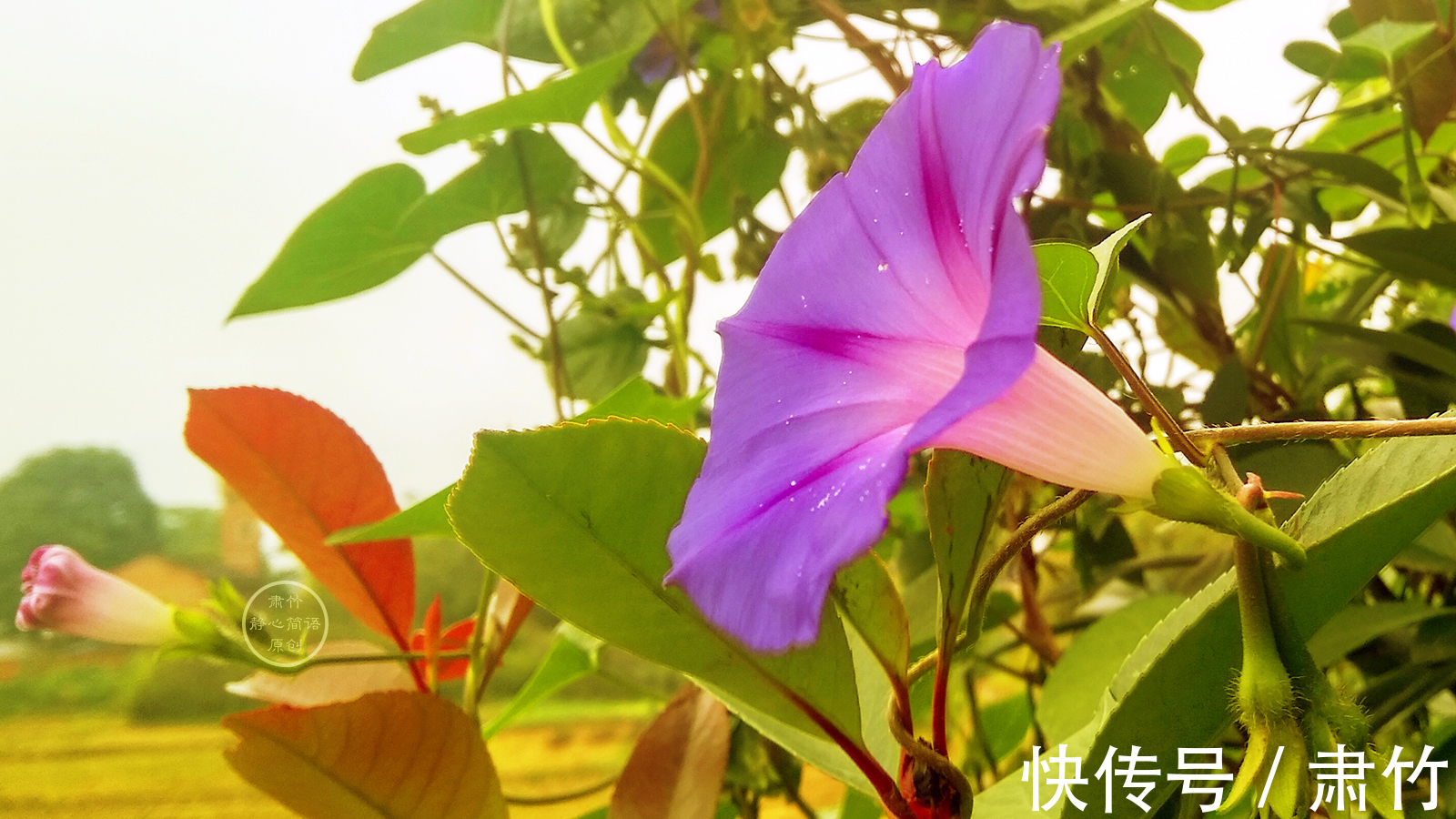 繁盛|我们的繁盛，给大地种下了情诗