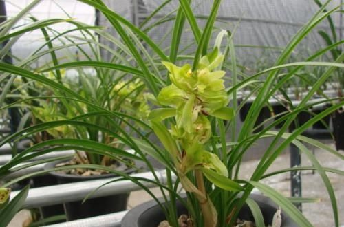 此花，比桂花还香，比蝴蝶兰漂亮，养在家中上档次