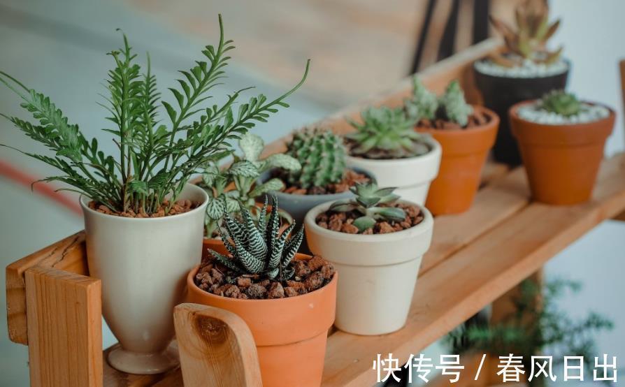 养多肉植物有4个“致死行为”，现在知道还不算晚