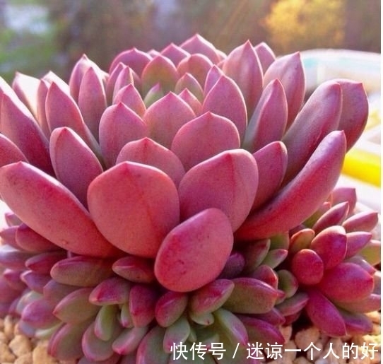 颜值超高的红宝石多肉,生长快易爆盆,更容易逆袭,花瓣重重叠叠