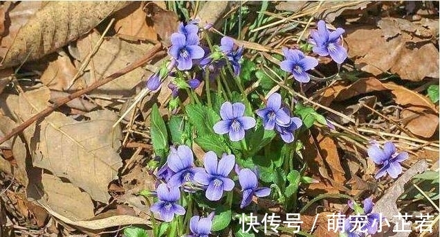 老人|它叫地黄瓜，是包饺子的好材料，很多老人吃过，如今知道的人不多