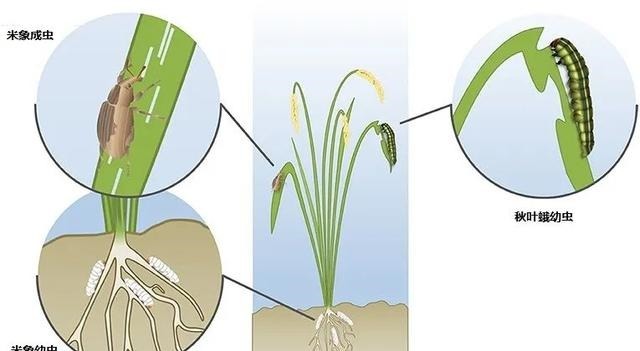 米袋|米袋里为何会凭空出现虫子,你吃的每碗饭里,都可能有他们的痕迹