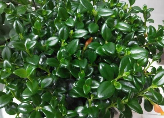 年轻人养花必备技能4个简单小技巧，让小白轻松掌握盆栽要领