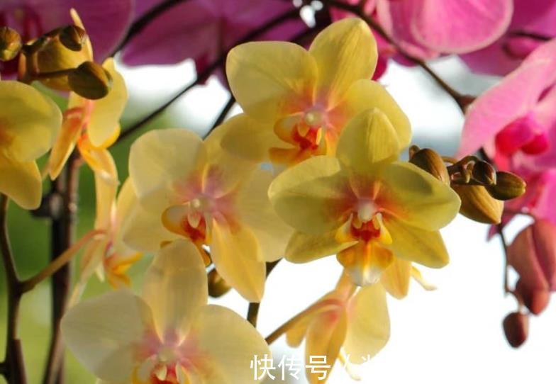 栽种|家庭盆栽蝴蝶兰，甭用土培了，不然一浇多水就烂根