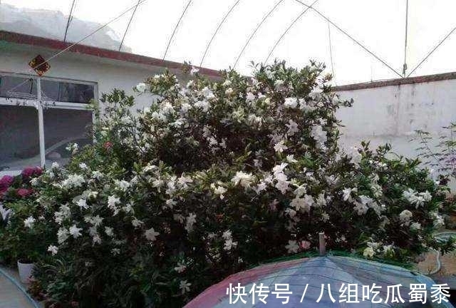 这6种花的寿命很长,养成“老桩”后,价值大增,越老“越值钱”