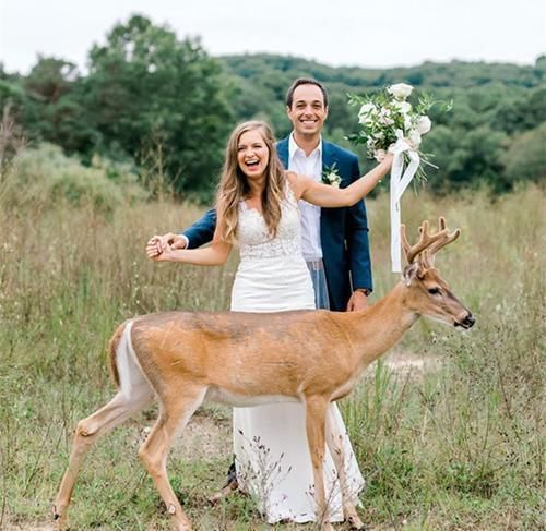 小鹿闯入婚纱照拍摄现场，抢夺新娘手中玫瑰，多么美妙的惊喜！