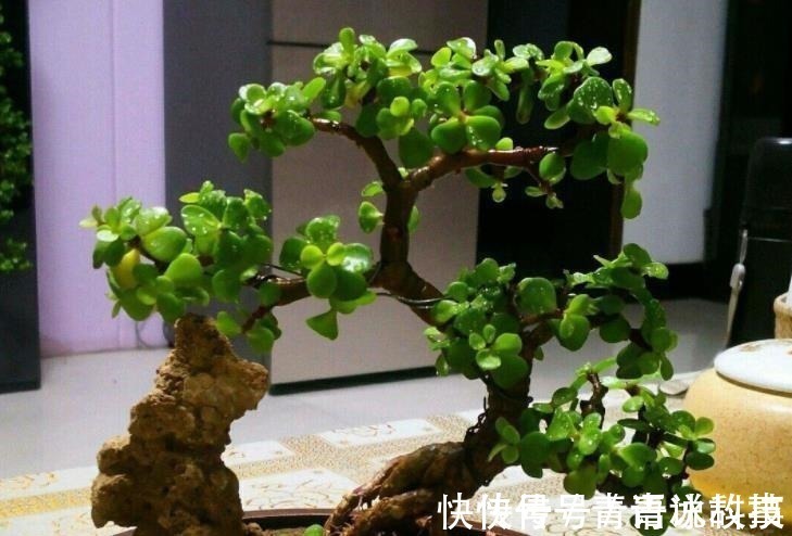 老桩|5种不起眼的小盆栽,价格便宜养护简单,越养越精贵,适合新手