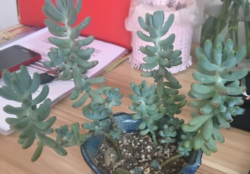 为什么圆滚滚的多肉养着养着就变细长？原因有3个