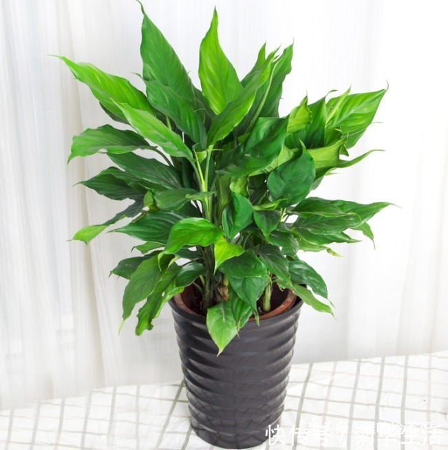 新手|这五种喜欢水的植物,随便浇水都不怕,适合新手养