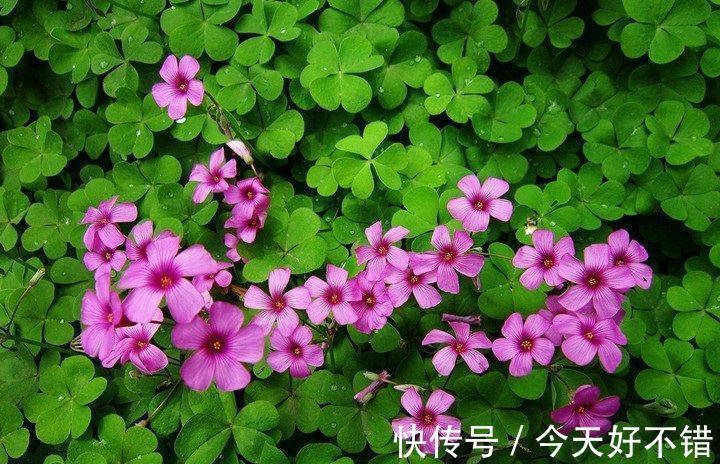 4种花10月份要及时翻盆,今年才会继续开花,不然全烂在盆里