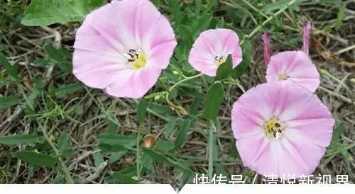 禾本科|小时候常见却叫不出名字的植物,太全了