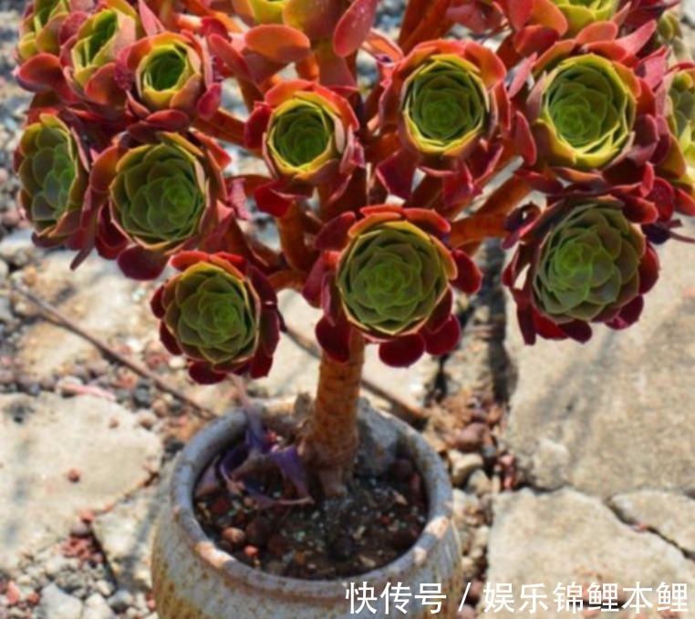 养殖|养多肉有3个基础要领,盆栽法师,再多注意2细节,轻松养好