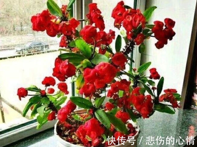 庭院种植此款植物,花色艳丽丰富,满屋花香四溢,美
