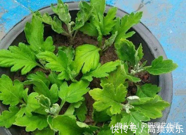 菊花扦插小技巧,20天就生根,容易成活服盆快,来年就能开花