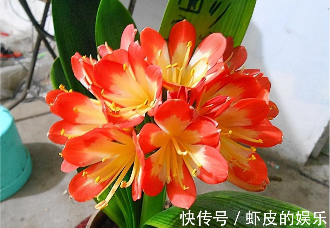 牡丹花|元旦前,“七种花”赶紧搬到阳台上冻一冻,生长茂盛,花苞呼呼冒