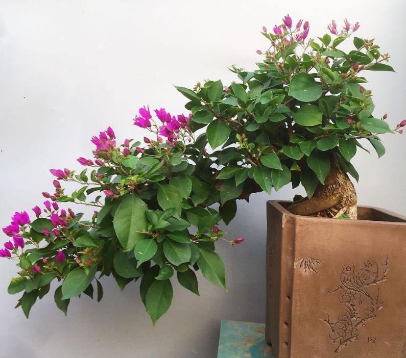 四季|家庭养三角梅,不达到这4个条件,盆栽很难四季开花