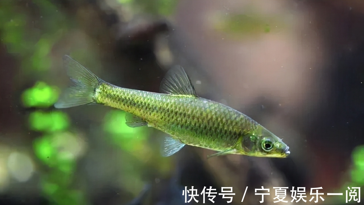 觅食|为什么夜钓时小杂鱼不闹窝？又给了我们钓鱼人什么启示？