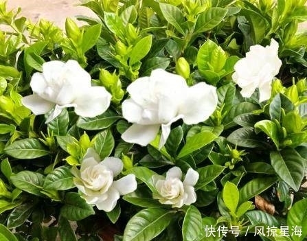 栀子花盆里挖个坑,养5年也不黄叶,枝头蹭蹭冒花苞,爆满盆