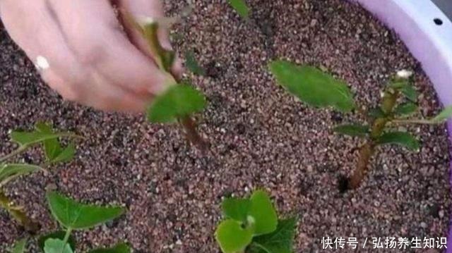 花卉|在家自制“生根液”,用于扦插花卉,促进生根,提高成活率!