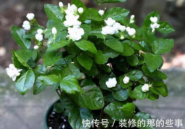 植物|日常简单操作，就让“茉莉”盆栽开花多，其他花草也这样养
