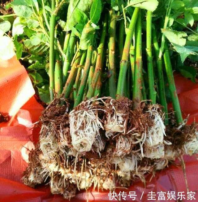 “生根剂”不用买,路边捡“1块它”,往花盆里放,30天冒白根