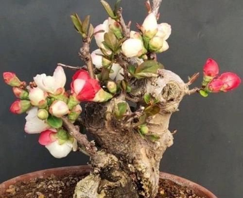 文化艺术|它被称为国艳，花色艳丽却无花香，为我国独有，颜色艳丽
