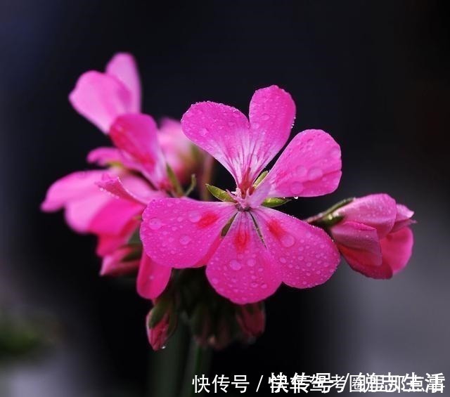 养花|磷酸二氢钾养花最常见的6个误区,难怪花草越长越差还不开花!