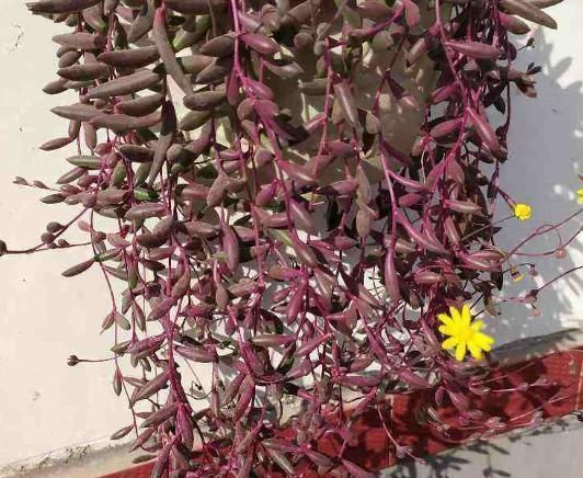 6种花适合吊起来养，挂在窗前，比窗帘还好看